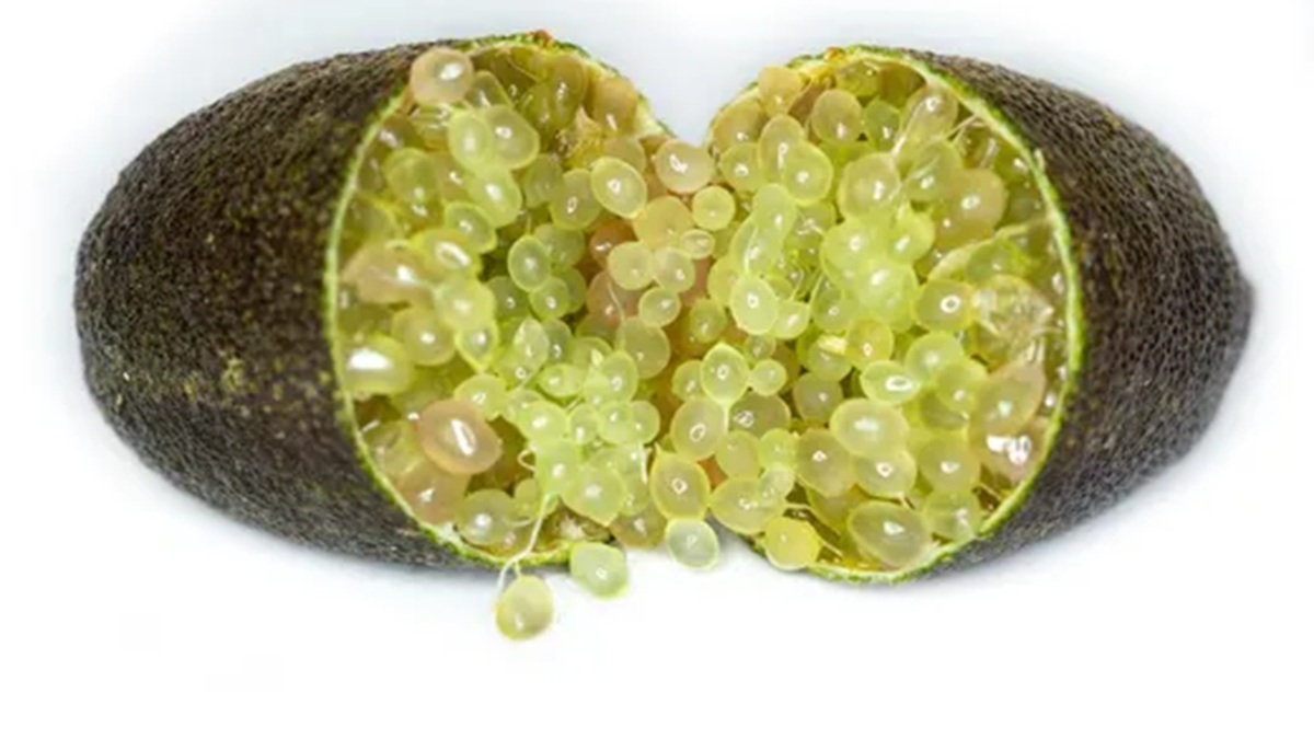 El auge del Finger lime De las rutas globales a los desafíos poscosecha.jpg